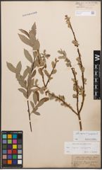 Foto von Salix caprea L. x Salix purpurea L.